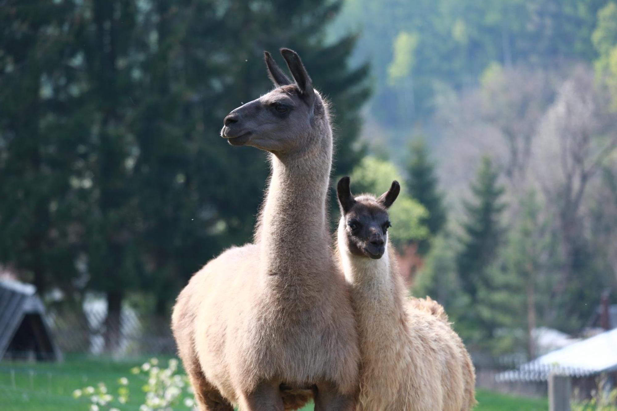 Faunapark Lipova-Lazne Exteriör bild